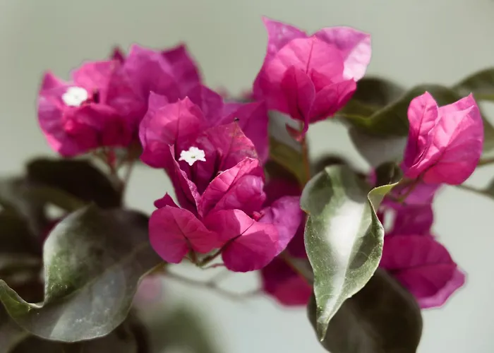 Vista Alykes Apartamento *